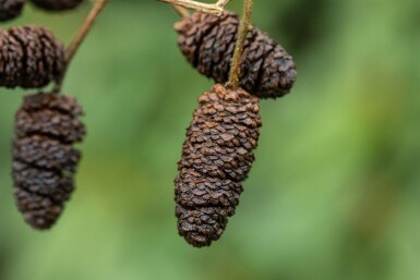 Alnus glutinosa cépée 200-250