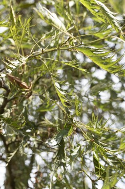 Alnus glutinosa 'Imperialis' haute-tige 10/12