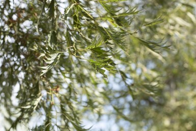 Alnus glutinosa 'Imperialis' cépée