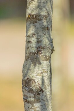 Alnus glutinosa 'Imperialis' cépée
