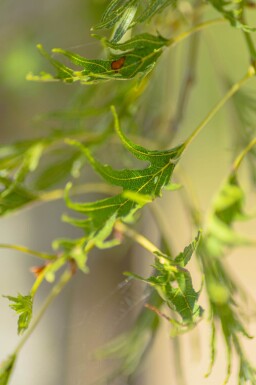 Alnus glutinosa 'Imperialis' cépée
