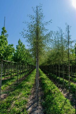Alnus glutinosa 'Laciniata' haute-tige 10/12