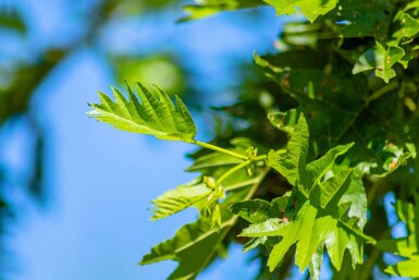 Alnus glutinosa 'Laciniata' haute-tige 10/12