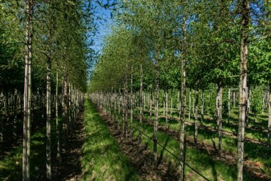 Alnus glutinosa 'Laciniata' haute-tige 10/12