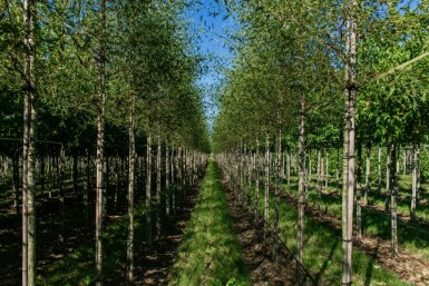 Alnus glutinosa 'Laciniata' haute-tige 10/12