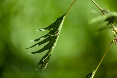 Alnus glutinosa 'Laciniata' haute-tige 10/12