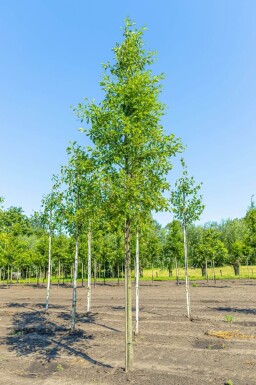Alnus glutinosa 'Laciniata' haute-tige 10/12