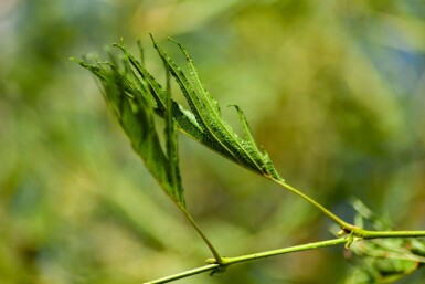 Alnus glutinosa 'Laciniata' haute-tige 10/12