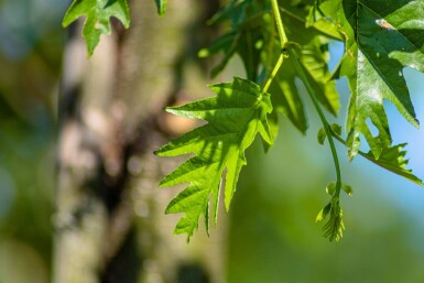 Alnus glutinosa 'Laciniata' haute-tige 10/12