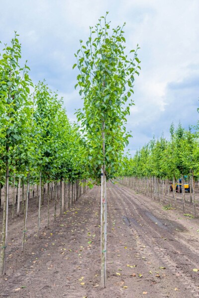Alnus cordata haute-tige 14/16