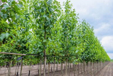 Alnus cordata haute-tige 14/16