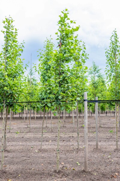 Alnus incana haute-tige 10/12