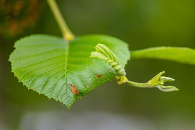 Alnus incana haute-tige 10/12