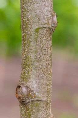 Alnus incana haute-tige 10/12