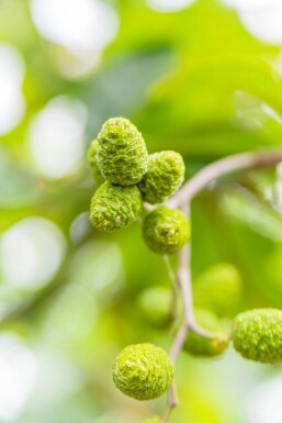 Alnus incana haute-tige 10/12