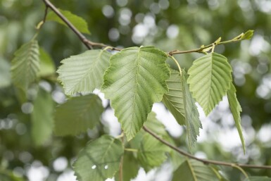Alnus incana haute-tige 10/12