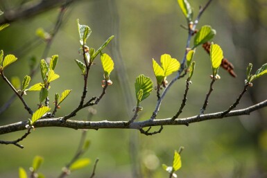 Alnus incana haute-tige 10/12