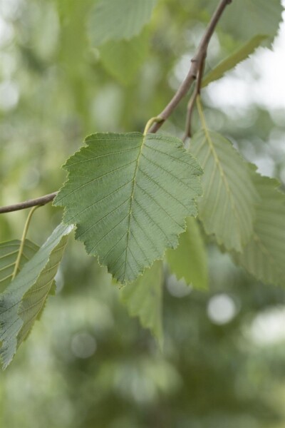 Alnus incana cépée 200-250