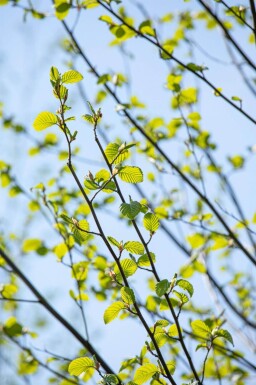 Alnus incana cépée 200-250