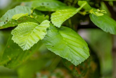 Alnus incana cépée 200-250
