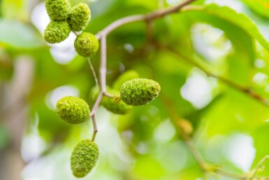 Alnus incana cépée 200-250