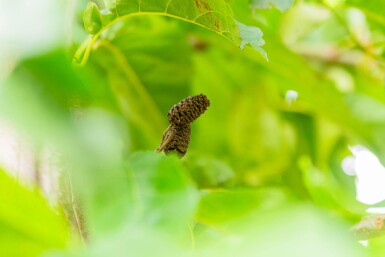 Alnus spaethii haute-tige 14/16