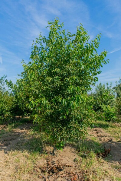Alnus spaethii cépée 200-250