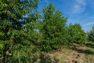 Alnus spaethii cépée 200-250