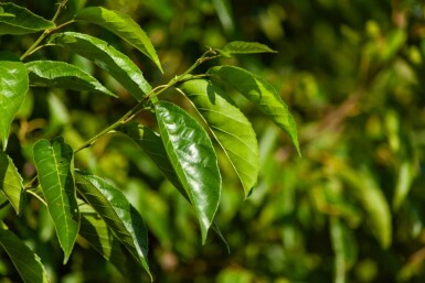 Alnus spaethii cépée 200-250