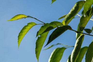 Alnus spaethii cépée 200-250
