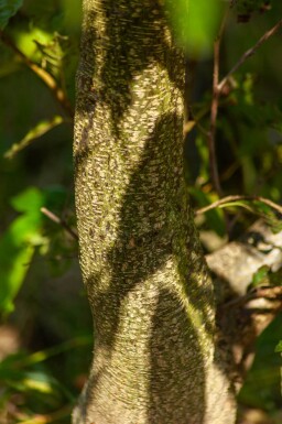 Alnus spaethii cépée 200-250