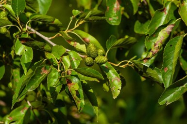 Alnus spaethii cépée 200-250