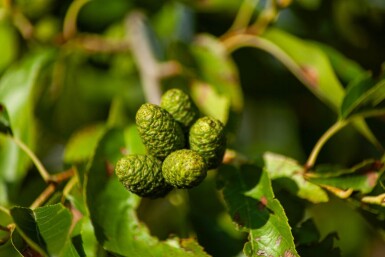 Alnus spaethii cépée 200-250