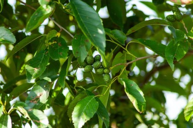 Alnus spaethii cépée 200-250