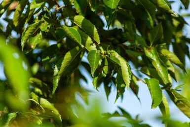 Alnus spaethii cépée 200-250