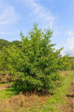 Alnus spaethii cépée 200-250