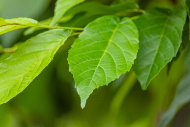 Alnus spaethii cépée 200-250