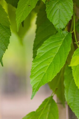 Alnus spaethii cépée 200-250