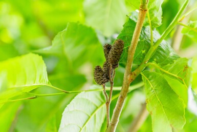 Alnus spaethii cépée 200-250