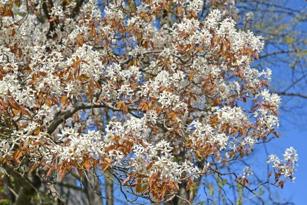Amelanchier canadensis haute-tige 14/16