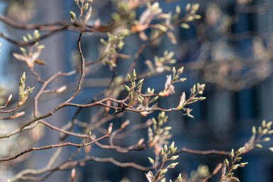 Amelanchier canadensis cépée
