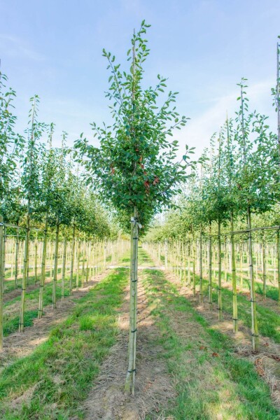 Amelanchier laevis 'Ballerina' haute-tige 10/12