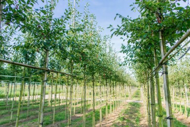 Amelanchier laevis 'Ballerina' haute-tige 10/12