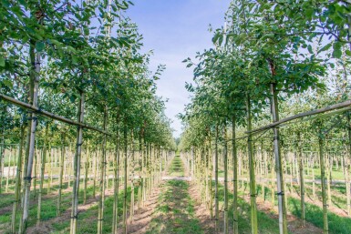 Amelanchier laevis 'Ballerina' haute-tige 10/12