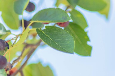 Amelanchier laevis 'Ballerina' haute-tige 10/12