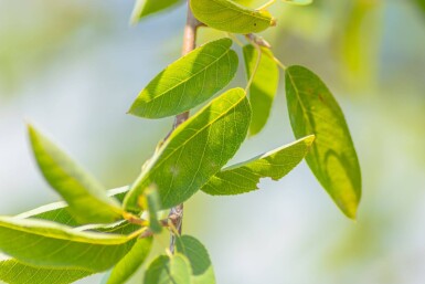 Amelanchier laevis 'Ballerina' haute-tige 10/12