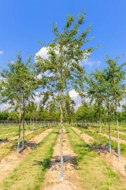 Amelanchier laevis 'Ballerina' haute-tige 10/12