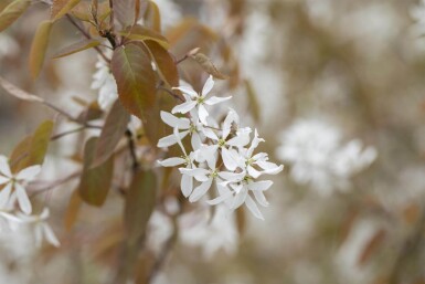 Amelanchier laevis 'Ballerina' haute-tige 10/12