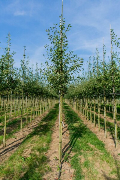 Amelanchier lamarckii haute-tige 6/8