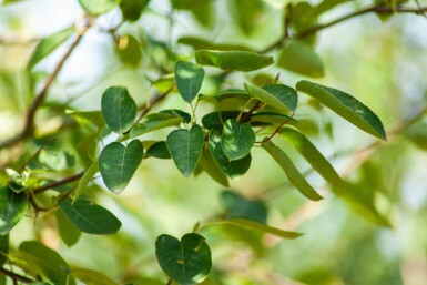 Amelanchier lamarckii haute-tige